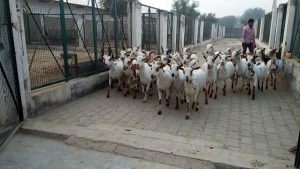 GOD Forming बकरी ने बदली युवाओ की किस्मत ,लाखो में लगती है इसकी बोली, कम समय में बना देंगी करोड़पति