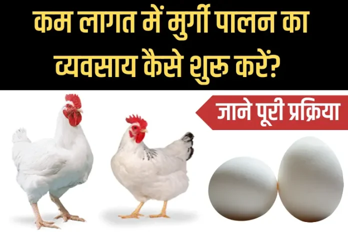 Poultry Farming: कम लागत में होगा बंफर मुनाफा, जाने मुर्गी पालन का व्यवसाय जाने पूरी डिटेल 