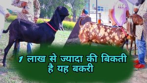 GOD Forming बकरी ने बदली युवाओ की किस्मत ,लाखो में लगती है इसकी बोली, कम समय में बना देंगी करोड़पति