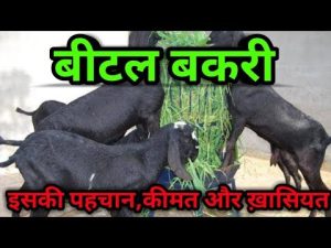 GOD Forming बकरी ने बदली युवाओ की किस्मत ,लाखो में लगती है इसकी बोली, कम समय में बना देंगी करोड़पति