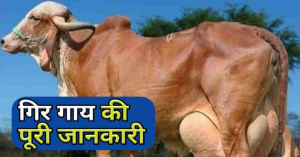 Cow Breed: 50 से 80 लीटर दूध देती है इस नस्ल की गाय, कम समय में बना देंगी आपको अमिर जाने पूरी खबर 