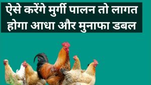 Poultry Farming:  कम लागत में होगा बंफर मुनाफा, जाने मुर्गी पालन का व्यवसाय जाने पूरी डिटेल 