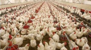 Poultry Farming:  कम लागत में होगा बंफर मुनाफा, जाने मुर्गी पालन का व्यवसाय जाने पूरी डिटेल 