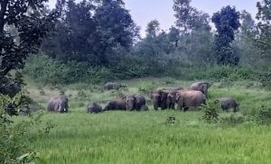 Shahdol News: फसल की रखवाली के दौरान खेत में हाथी के हमले से बुजुर्ग किसान की हुई खतरनाक मौत जानिए पूरी खबर 