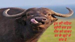 Buffalo Bills: भैस की इस नस्ल का करे पालन, दूध देने की झमता देख चौक जायेंगे आप कम समय में होगी बंफर कमाई