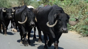 Buffalo Bills: भैस की इस नस्ल का करे पालन, दूध देने की झमता देख चौक जायेंगे आप कम समय में होगी बंफर कमाई