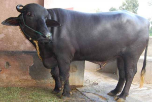 Buffalo Bills: भैस की इस नस्ल का करे पालन, दूध देने की झमता देख चौक जायेंगे आप कम समय में होगी बंफर कमाई