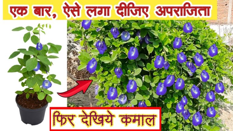 Vastu Tips: घर में वास्तु के अनुसार  लगाए इस फूल के पौधे को, कभी नहीं होगी धन की कमी