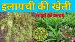cardamom farming कम समय में लाखों का मुनाफा चाहते हो तो करे इलायची की खेती होंगी बम्फर कमाई
