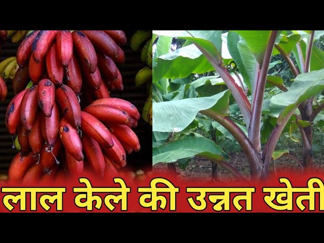 Red banana cultivation किसानो को होगी दुगनी कमाई इस तरह करे लाल केला की खेती जाने डिटेल्स